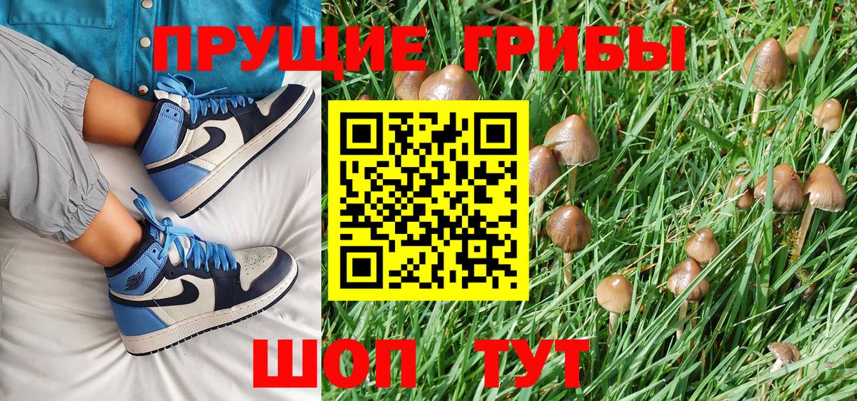 Галлюциногенные грибы Psilocybine cubensis Урай